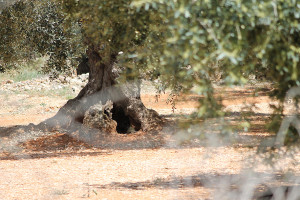 olivera1