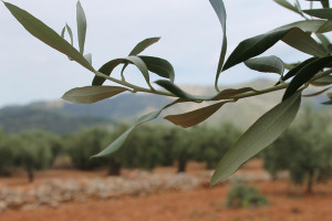 olivera4
