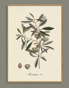 Ametller. Il·lustració decorativa emmarcada en fusta de roure.