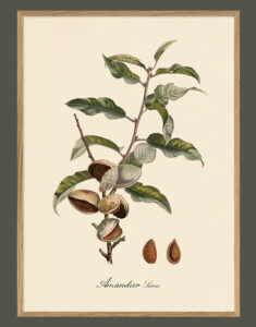 Ametller. Il·lustració decorativa emmarcada en fusta de roure.