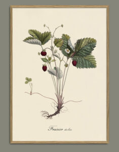 Maduixera silvestre. Il·lustració decorativa emmarcada en fusta de roure.