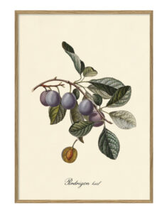 Pruna. Il·lustració decorativa emmarcada en fusta de roure.