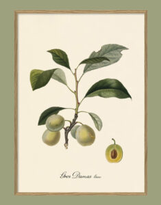 Pruna. Il·lustració decorativa emmarcada en fusta de roure.
