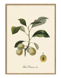 Pruna verda. Il·lustració decorativa emmarcada en fusta de roure.