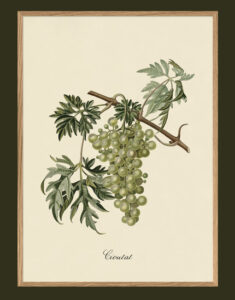 Raïm. Il·lustració decorativa emmarcada en fusta de roure.