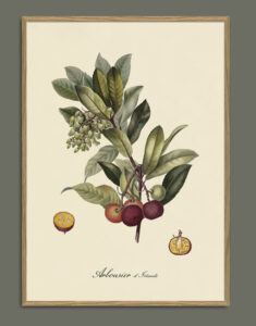 Cirera d'arboç. Il·lustració decorativa emmarcada en fusta de roure.