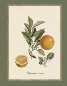 Taronja de València. Il·lustració decorativa emmarcada en fusta de roure.