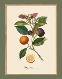 Taronja de València. Il·lustració decorativa emmarcada en fusta de roure.